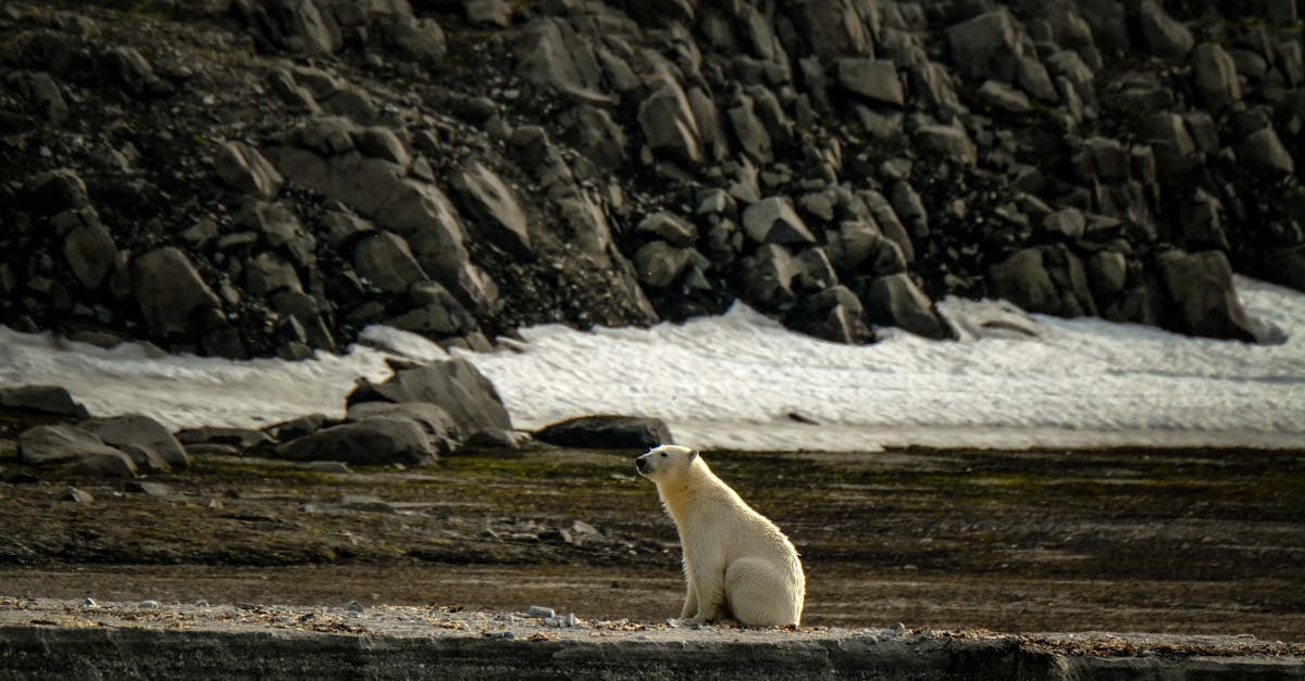 découvrez les stratégies et solutions innovantes pour l'adaptation au changement climatique, essentielles pour protéger notre environnement et nos communautés.