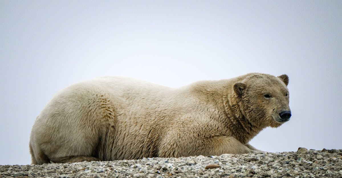 d&eacute;couvrez les strat&eacute;gies et solutions pour l'adaptation au changement climatique, afin de prot&eacute;ger les &eacute;cosyst&egrave;mes, les communaut&eacute;s et les &eacute;conomies face aux impacts environnementaux.