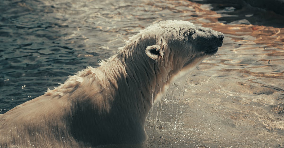 sensibilisation au changement climatique : comprendre les enjeux, impacts et solutions pour pr&eacute;server notre plan&egrave;te.