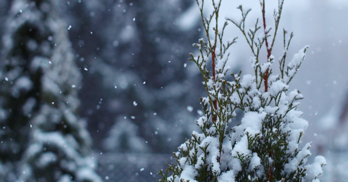 d&eacute;couvrez le concept de corridor climatique, une approche essentielle pour pr&eacute;server la biodiversit&eacute; et faciliter la migration des esp&egrave;ces face aux changements environnementaux.