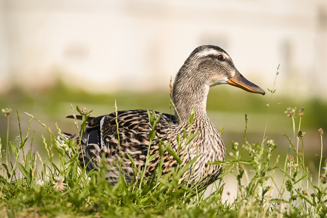 Des solutions vertes pour une maison &eacute;co-responsable