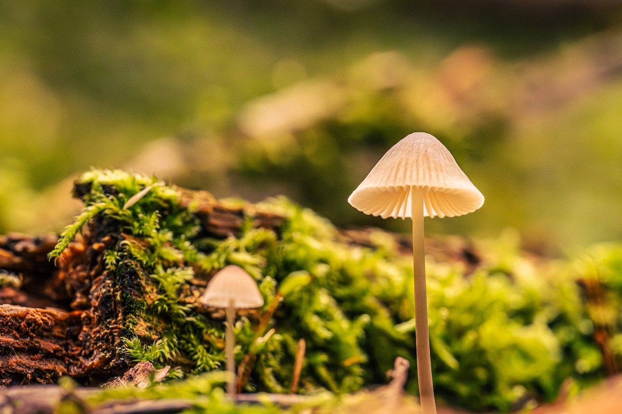 &Eacute;cologie : comment les artistes sensibilisent au changement climatique