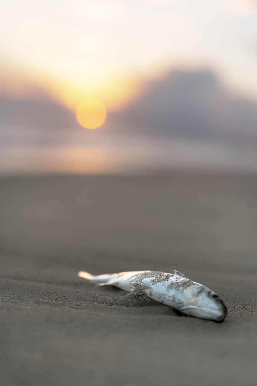 Les oc&eacute;ans, sentinelles du climat : comprendre leur r&ocirc;le crucial