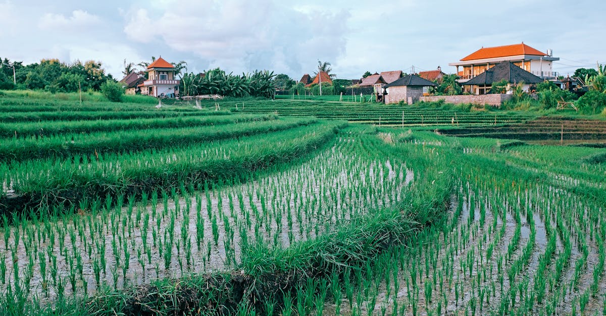d&eacute;couvrez les pratiques d'agriculture durable pour pr&eacute;server les ressources naturelles, prot&eacute;ger l'environnement et assurer une production alimentaire responsable et durable.