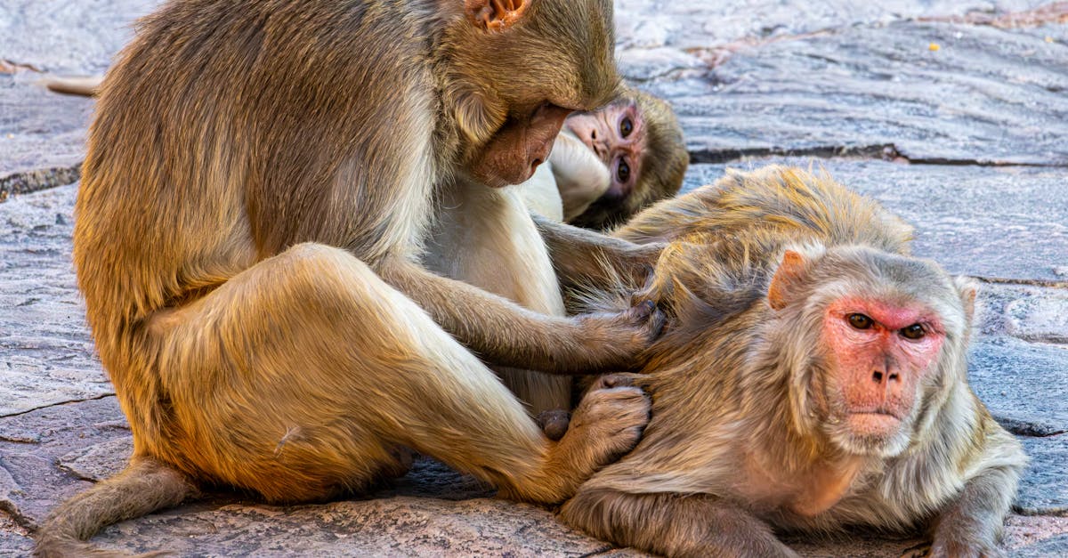 d&eacute;couvrez les sciences comportementales, une discipline qui &eacute;tudie les comportements humains pour mieux comprendre et influencer les interactions sociales.