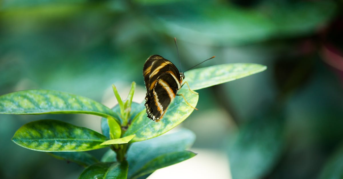 découvrez l'importance de la biodiversité et comment préserver la richesse des espèces pour un équilibre naturel durable.