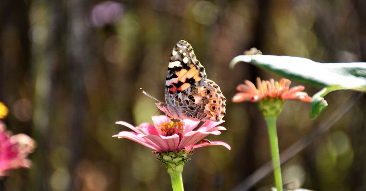 découvrez l'importance de la biodiversité et son rôle essentiel dans le maintien des écosystèmes et de la vie sur terre.