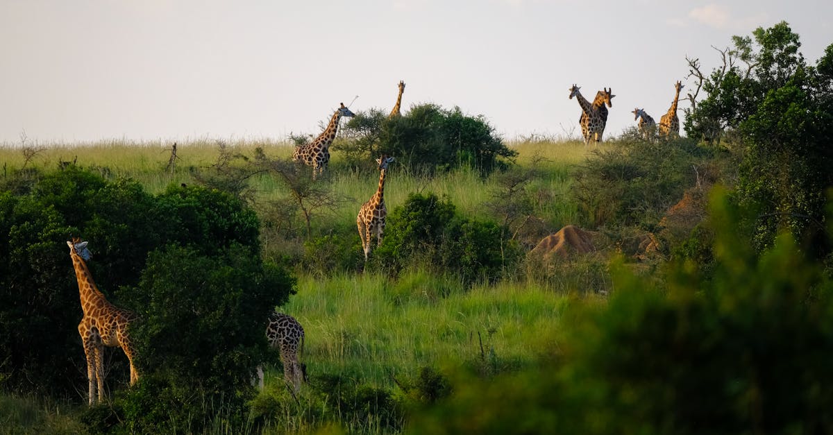 découvrez l'importance de la biodiversité, son rôle essentiel dans l'équilibre des écosystèmes et les actions pour la préserver.