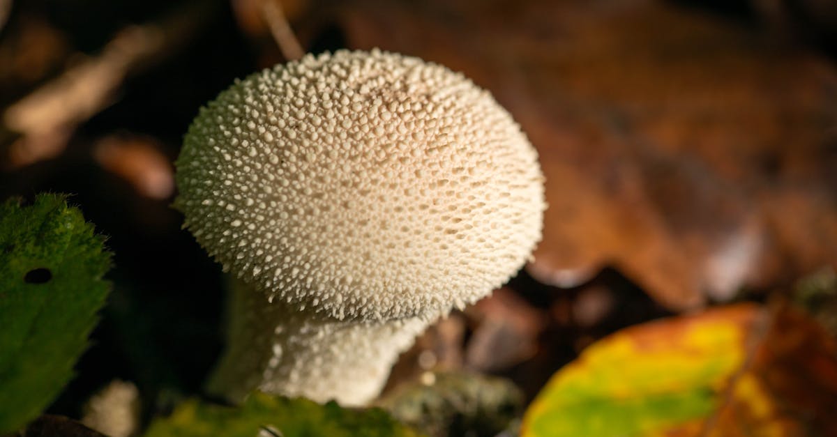 d&eacute;couvrez l'importance de la biodiversit&eacute;, son r&ocirc;le crucial dans l'&eacute;quilibre des &eacute;cosyst&egrave;mes et les actions pour la pr&eacute;server.