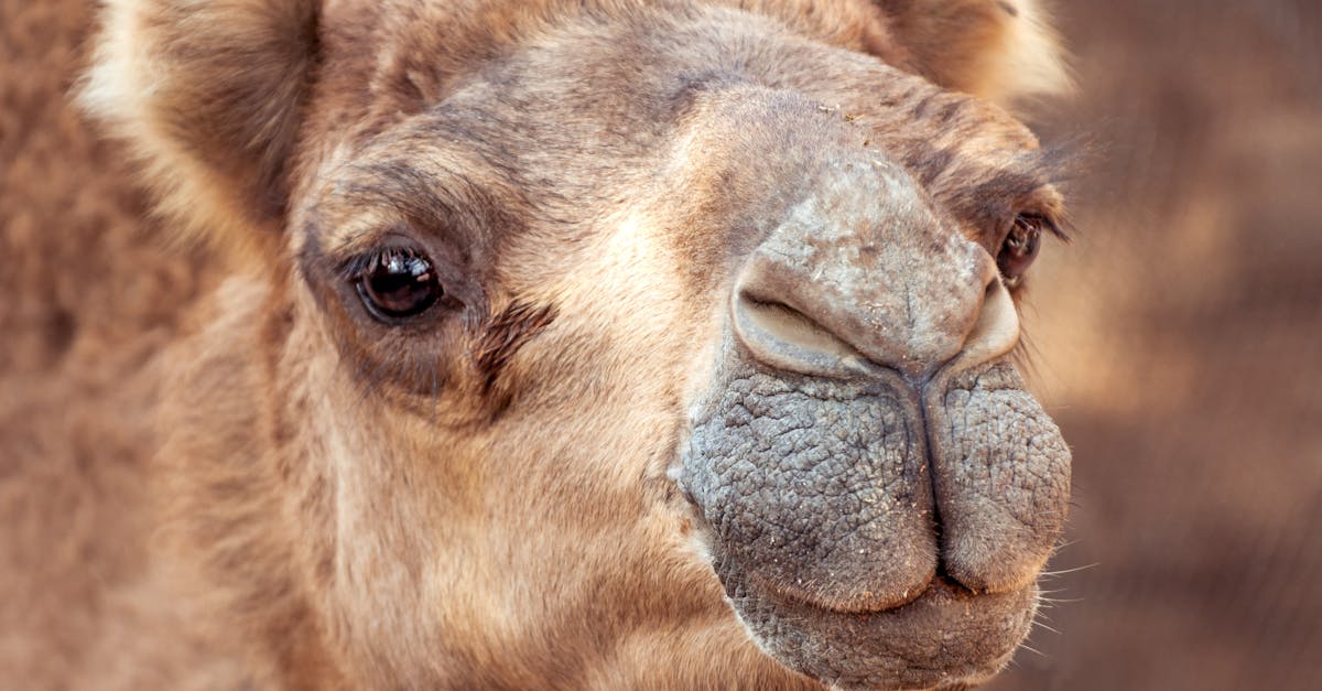 d&eacute;couvrez les strat&eacute;gies et solutions innovantes pour l'adaptation au changement climatique afin de prot&eacute;ger notre environnement et nos communaut&eacute;s.