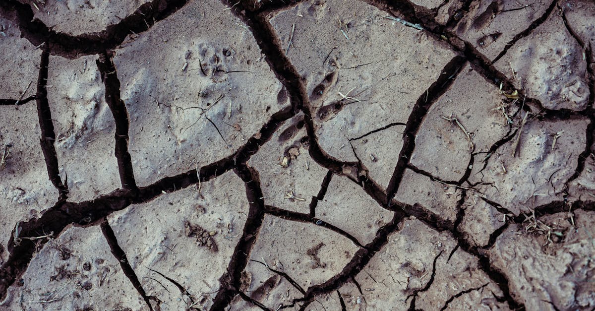 découvrez les impacts du changement climatique sur notre planète, ses écosystèmes et la vie quotidienne, ainsi que les solutions pour atténuer ces effets.