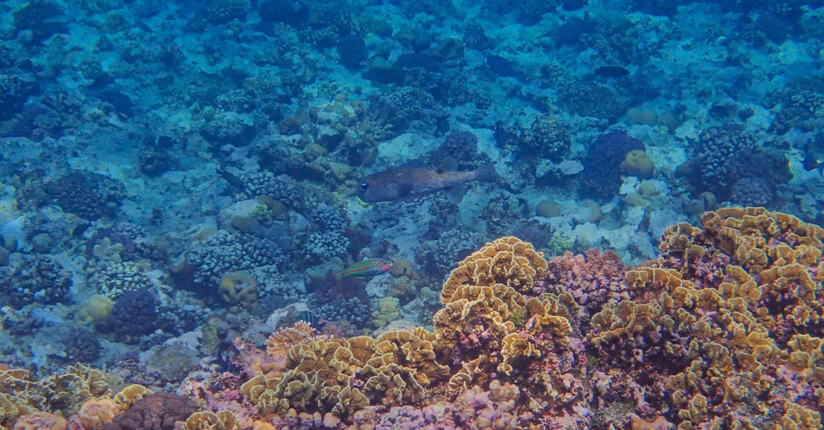 d&eacute;couvrez la r&eacute;silience des coraux face aux changements environnementaux et l'importance de leur pr&eacute;servation pour les &eacute;cosyst&egrave;mes marins.