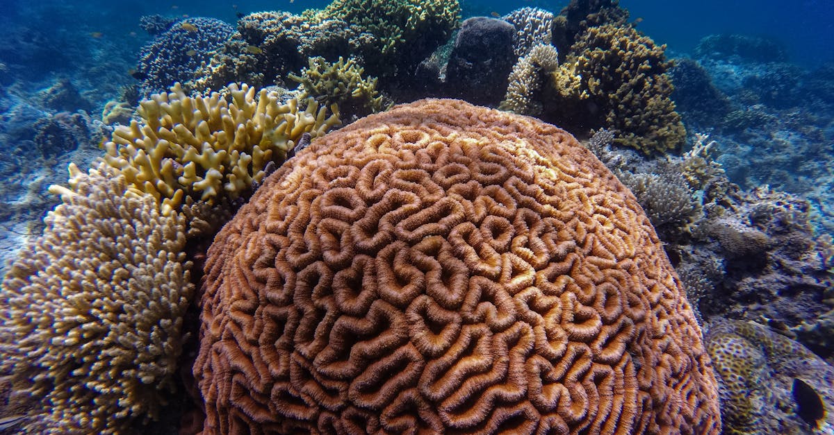 d&eacute;couvrez la r&eacute;silience des coraux face aux changements environnementaux et les efforts de conservation pour prot&eacute;ger ces &eacute;cosyst&egrave;mes marins essentiels.