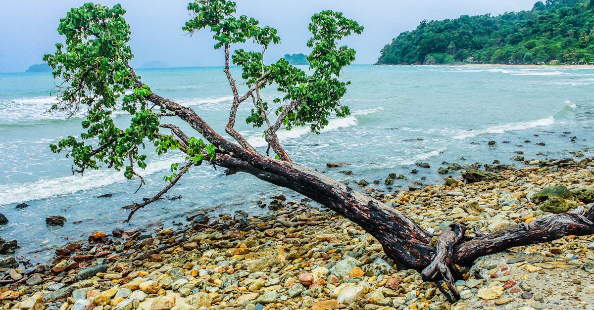 d&eacute;couvrez les mar&eacute;es vertes : causes, impacts environnementaux et solutions pour pr&eacute;server nos c&ocirc;tes.