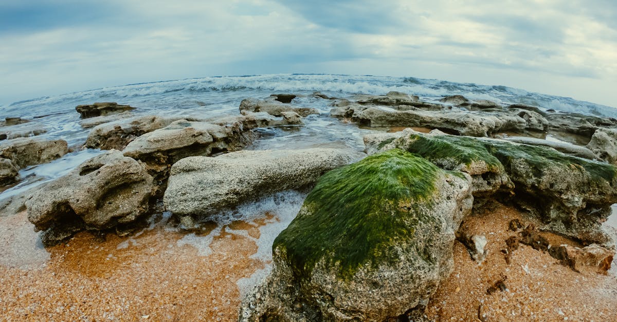 d&eacute;couvrez tout sur la mar&eacute;e verte : causes, impacts environnementaux et solutions pour lutter contre cette prolif&eacute;ration d'algues nocives.