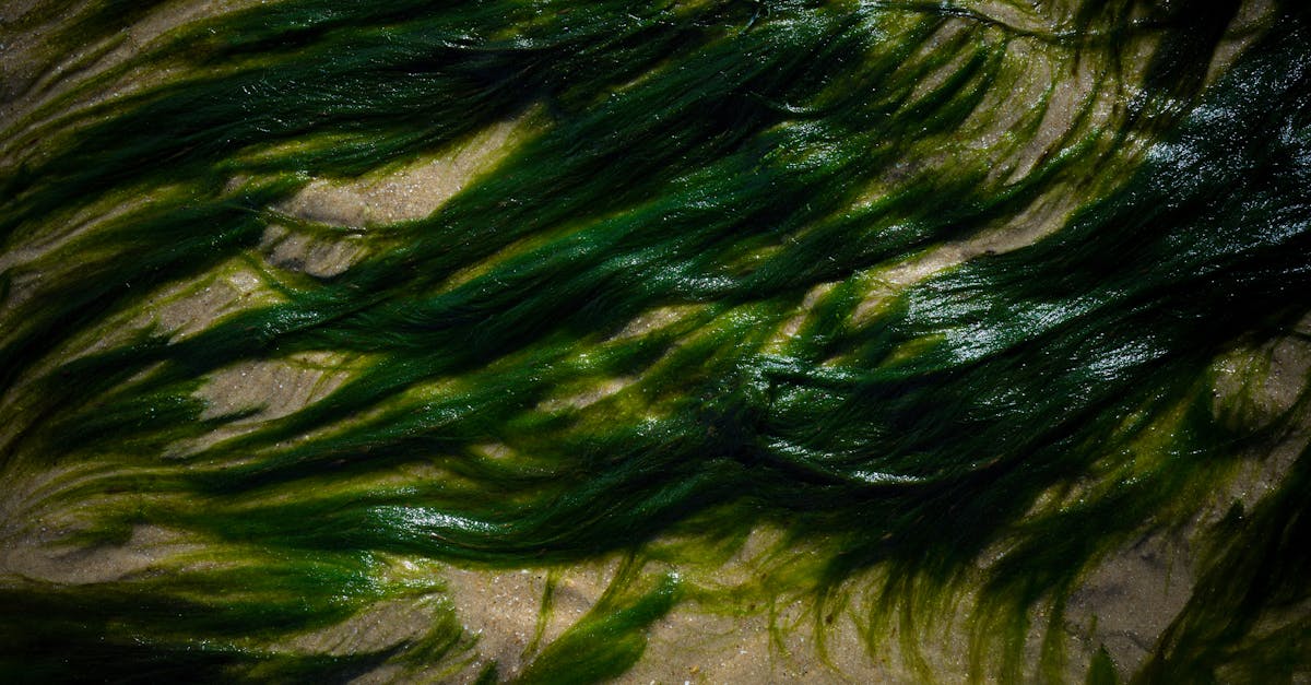 Climat : une mar&eacute;e verte s&rsquo;&eacute;tend vers les r&eacute;gions nordiques et orientales du globe