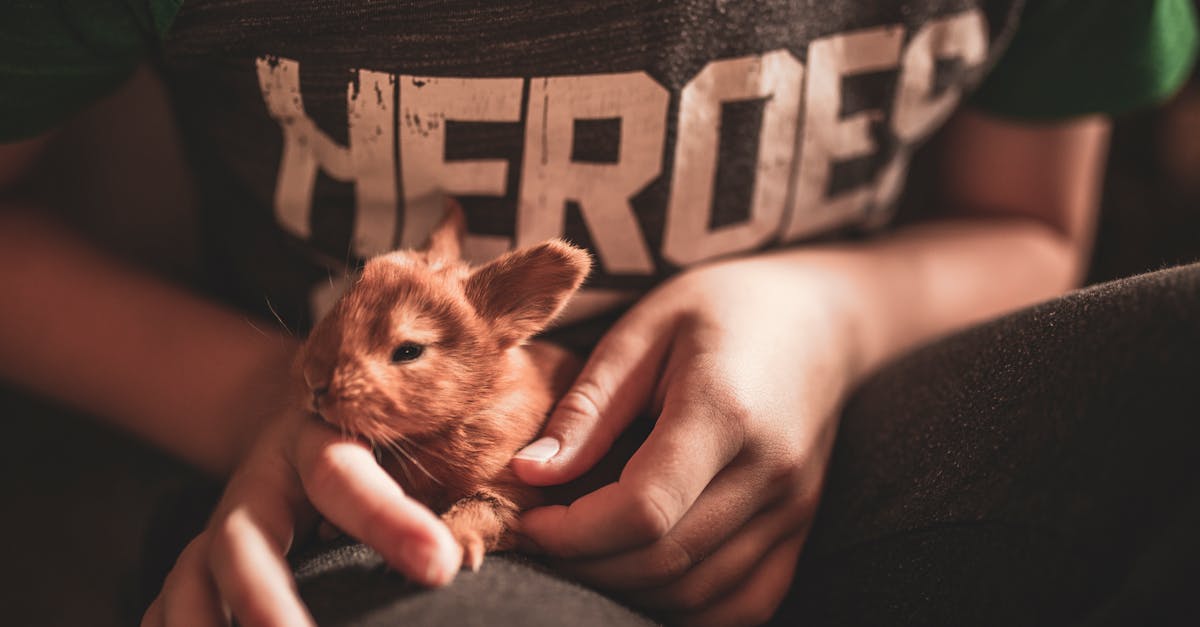 découvrez animal heroes, une aventure passionnante mettant en scène des animaux courageux et héros du quotidien.