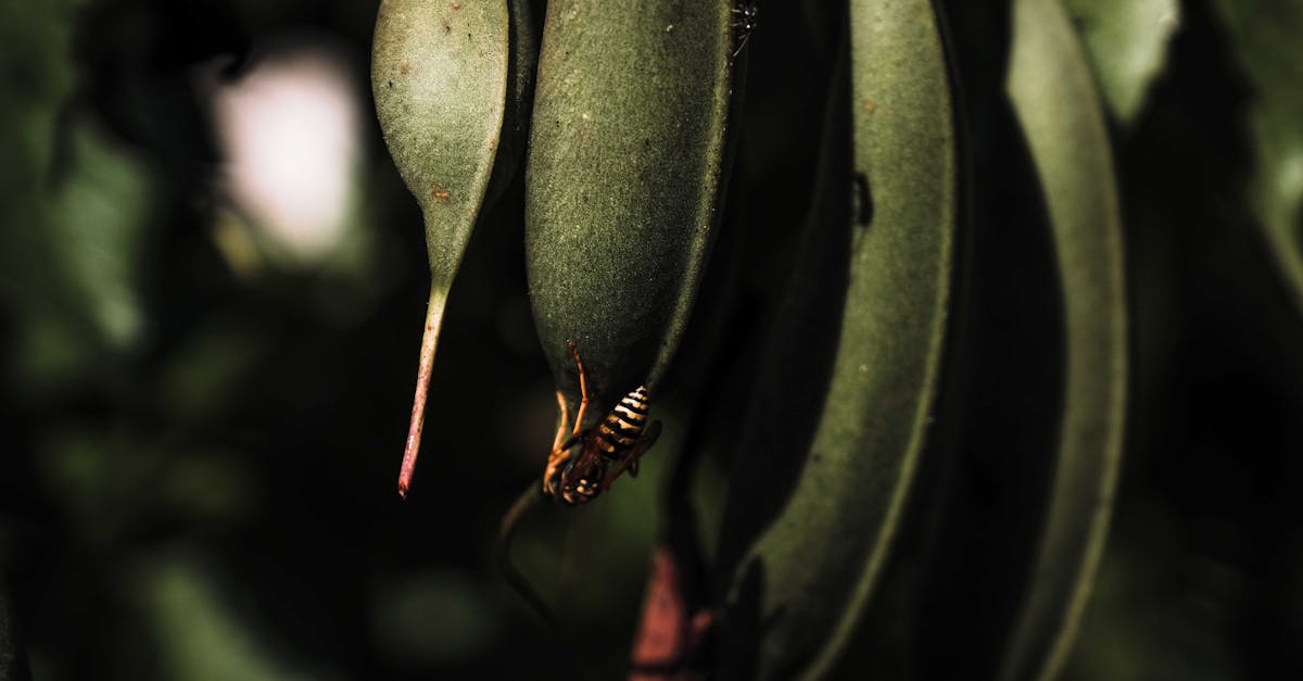 informations compl&egrave;tes sur le frelon asiatique : identification, risques, pr&eacute;vention et m&eacute;thodes de lutte pour prot&eacute;ger votre environnement.