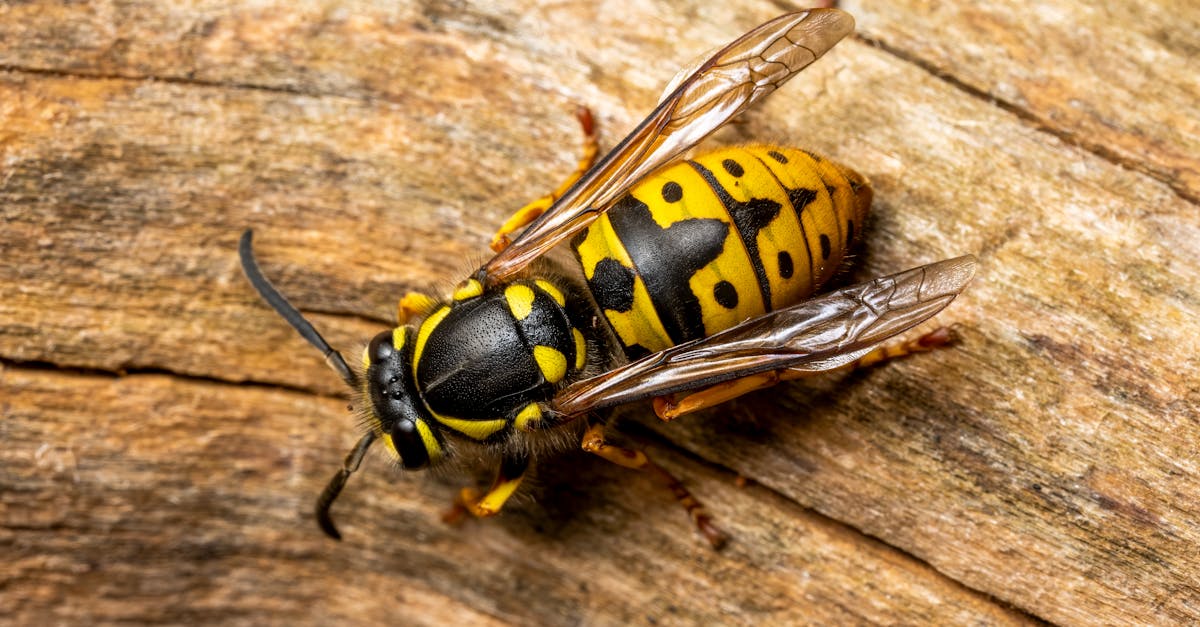 d&eacute;couvrez tout sur le frelon asiatique : identification, dangers, pr&eacute;vention et m&eacute;thodes de lutte pour prot&eacute;ger votre environnement.