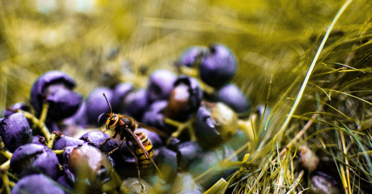d&eacute;couvrez tout sur le frelon asiatique : son identification, son impact sur l'environnement et les m&eacute;thodes pour le contr&ocirc;ler efficacement.
