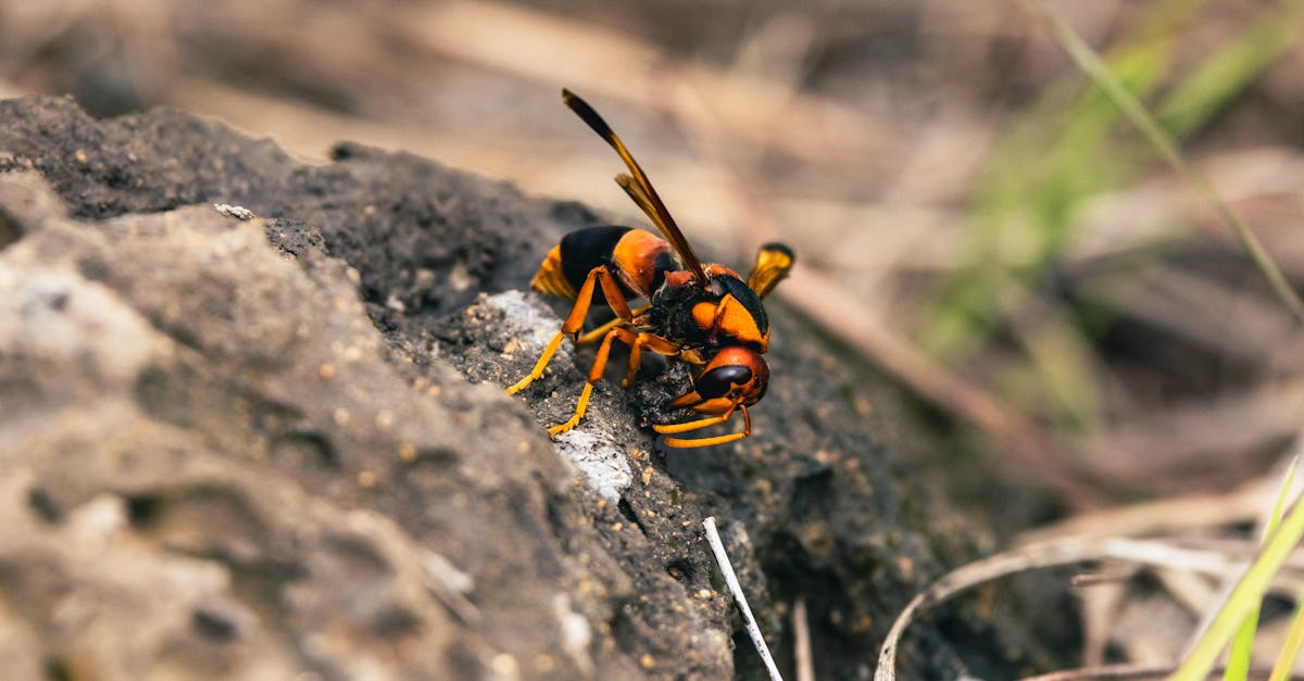 d&eacute;couvrez tout sur le frelon asiatique : identification, risques, pr&eacute;vention et m&eacute;thodes de lutte pour prot&eacute;ger votre environnement.