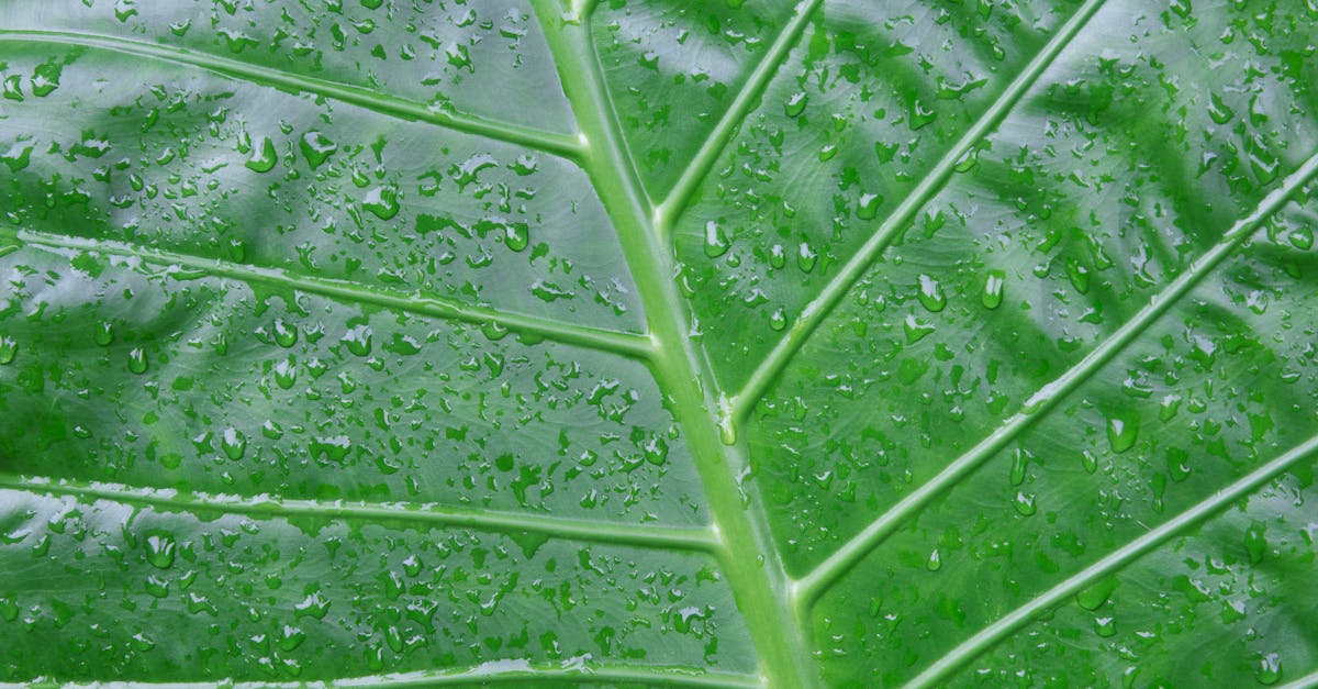 découvrez tout sur le biogaz, une source d'énergie renouvelable produite à partir de matières organiques. apprenez ses avantages, son fonctionnement et son impact écologique.