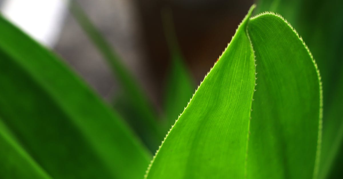 découvrez tout sur le biogaz : une énergie renouvelable produite à partir de matières organiques pour un avenir plus durable et écologique.
