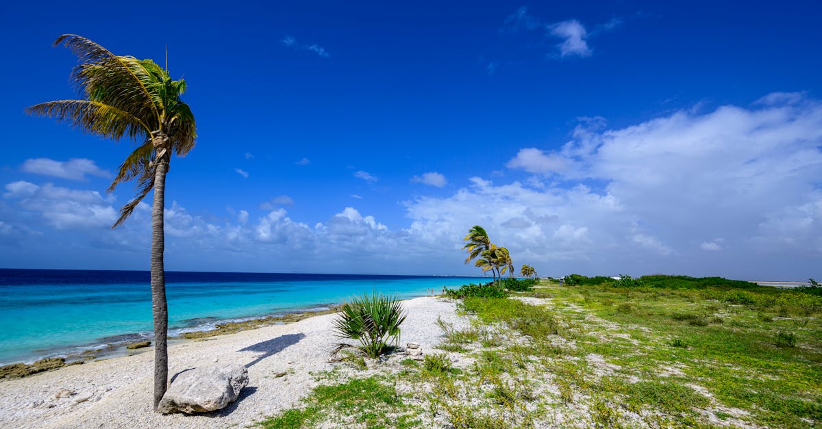 d&eacute;couvrez tout ce que les r&eacute;sidents de bonaire doivent savoir : vie locale, conseils pratiques, culture et informations essentielles pour bien vivre sur cette &icirc;le des cara&iuml;bes.