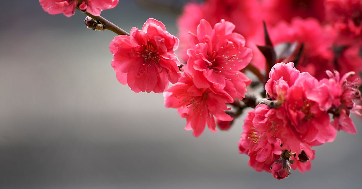 d&eacute;couvrez la crise du chou-fleur : causes, impacts et solutions pour faire face &agrave; cette situation alarmante.