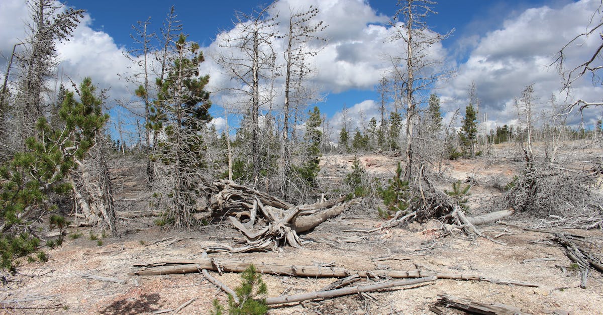 d&eacute;couvrez les causes, les impacts et les solutions du changement climatique pour pr&eacute;server notre plan&egrave;te et agir pour un avenir durable.