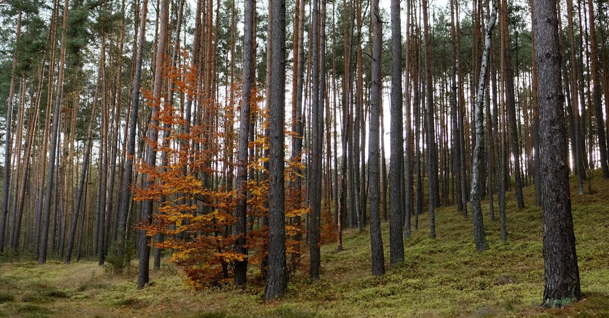 la d&eacute;forestation d&eacute;signe la destruction permanente des for&ecirc;ts, entra&icirc;nant des impacts majeurs sur l'environnement, la biodiversit&eacute; et le climat.