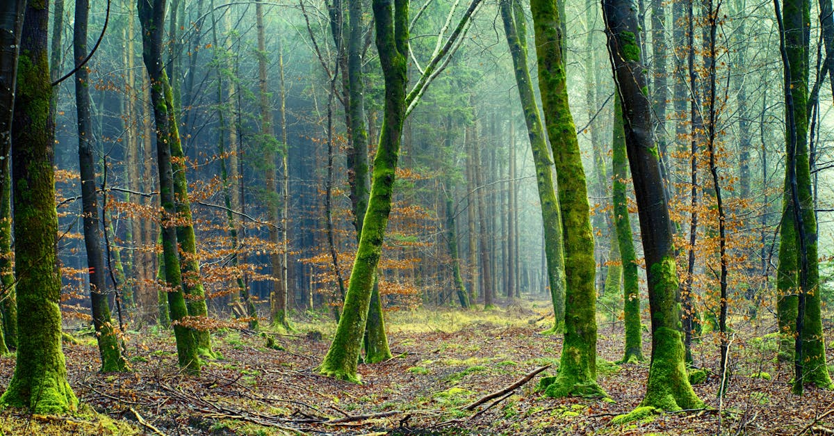 d&eacute;couvrez les causes, impacts et solutions &agrave; la d&eacute;forestation, un enjeu environnemental majeur mena&ccedil;ant la biodiversit&eacute; et le climat.