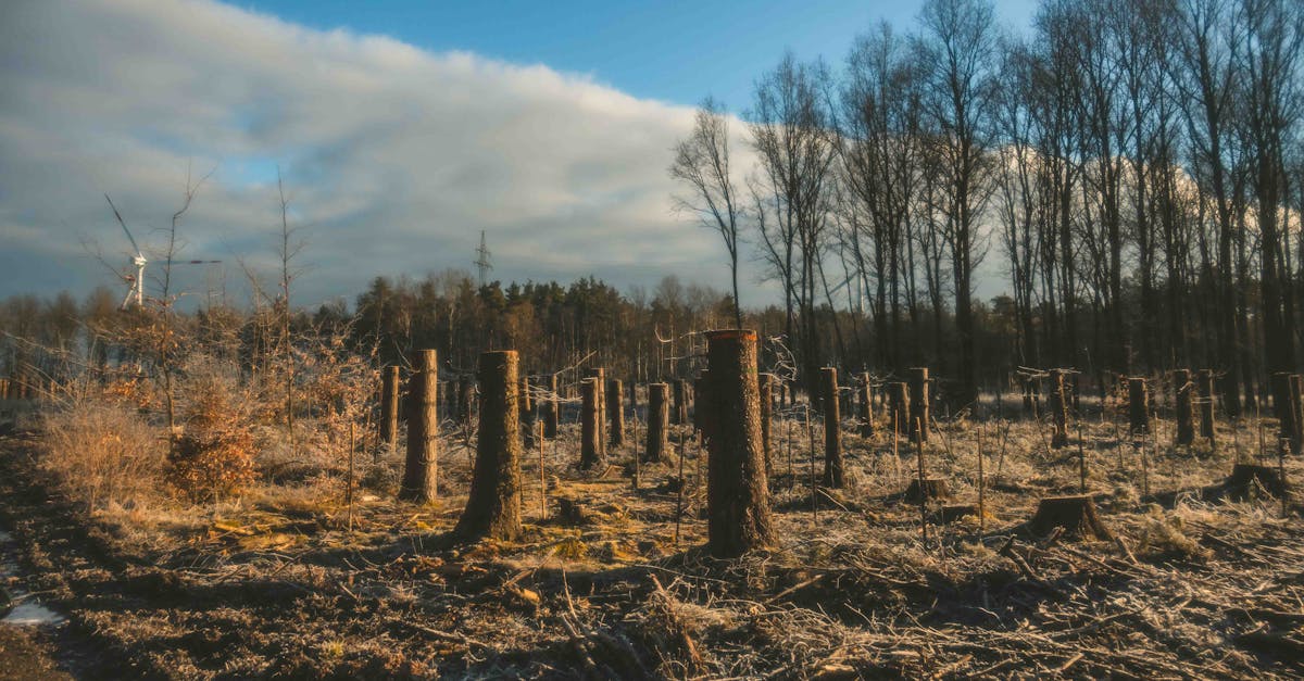 la d&eacute;forestation d&eacute;signe la destruction massive des for&ecirc;ts, entra&icirc;nant des impacts environnementaux majeurs tels que la perte de biodiversit&eacute;, le changement climatique et la d&eacute;gradation des sols.