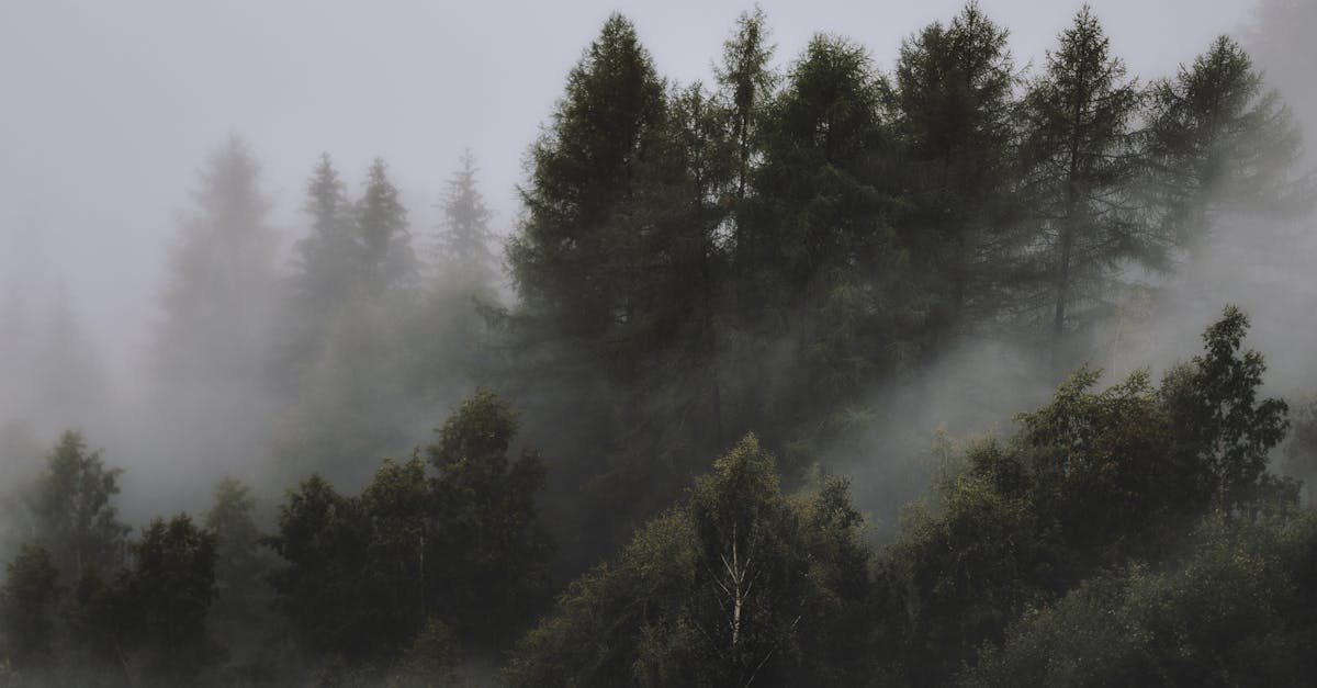 d&eacute;couvrez les causes, les cons&eacute;quences et les solutions de la d&eacute;forestation pour pr&eacute;server la biodiversit&eacute; et lutter contre le changement climatique.
