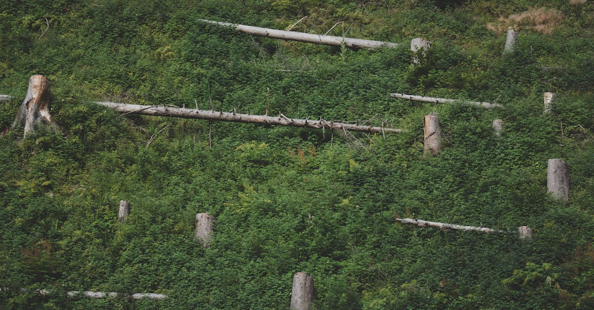 D&eacute;forestation : une zone d&eacute;bois&eacute;e voit sa temp&eacute;rature grimper de 4 &deg;C, une preuve flagrante de l&rsquo;impact climatique de la destruction des for&ecirc;ts