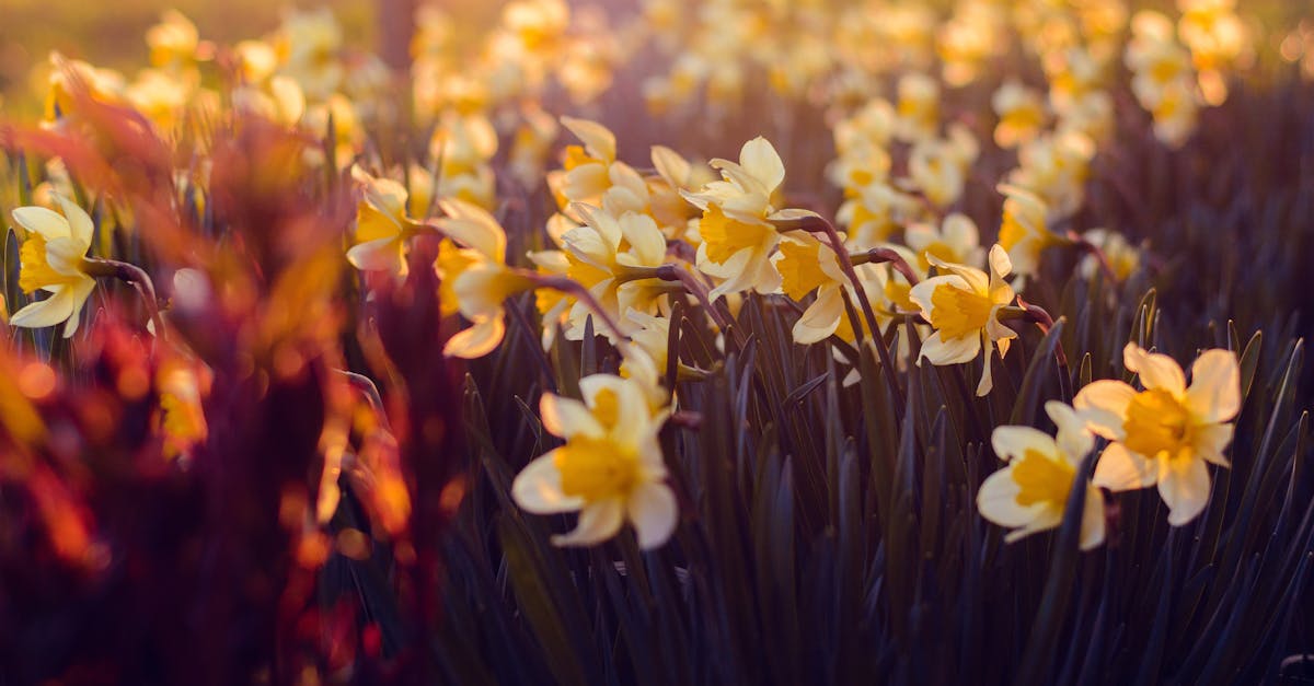 découvrez les jonquilles précoces, fleurs lumineuses qui annoncent le printemps avec leurs couleurs vives et leur beauté délicate.