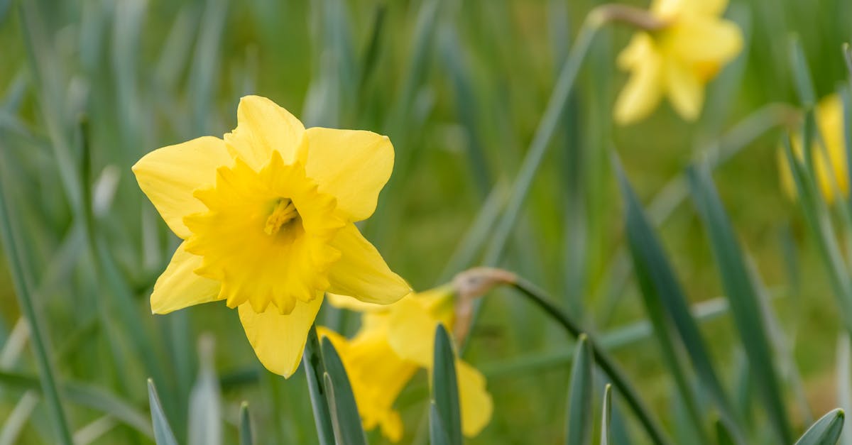 découvrez nos jonquilles précoces, les premières fleurs du printemps qui apportent couleur et lumière à votre jardin.