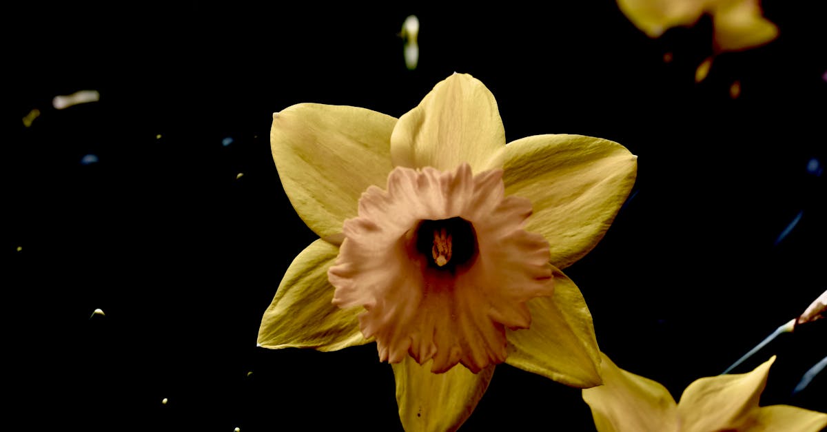 découvrez la beauté des jonquilles précoces, ces fleurs éclatantes qui annoncent le printemps avec leurs couleurs lumineuses et leur parfum délicat.