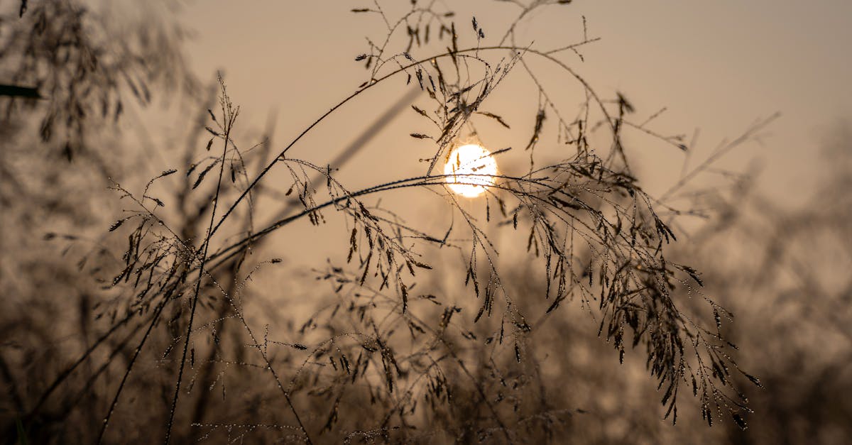 d&eacute;couvrez tout sur la canicule pr&eacute;coce : cons&eacute;quences, conseils et pr&eacute;cautions pour bien y faire face d&egrave;s les premiers signes de chaleur intense.