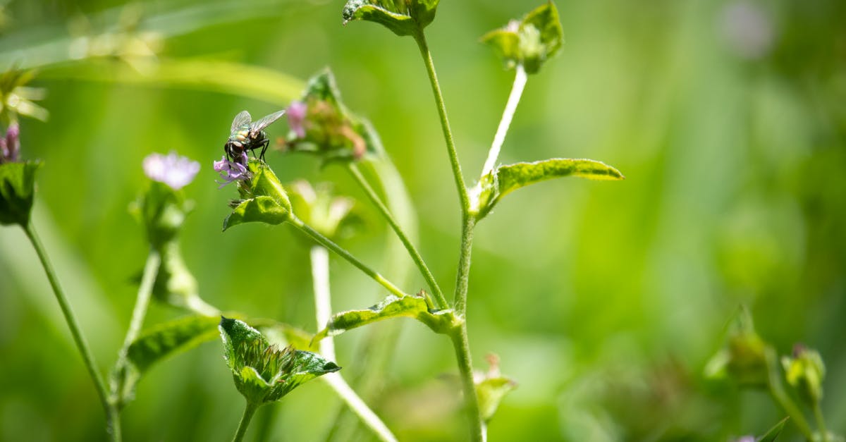 d&eacute;couvrez les associations &eacute;cologiques, leurs r&ocirc;les dans les &eacute;cosyst&egrave;mes, et comment elles favorisent la biodiversit&eacute; et l'&eacute;quilibre environnemental.