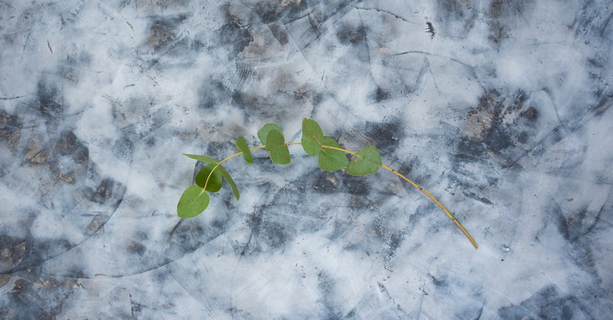 d&eacute;couvrez les associations &eacute;cologiques et leur r&ocirc;le essentiel dans la pr&eacute;servation de l'environnement et la promotion du d&eacute;veloppement durable.