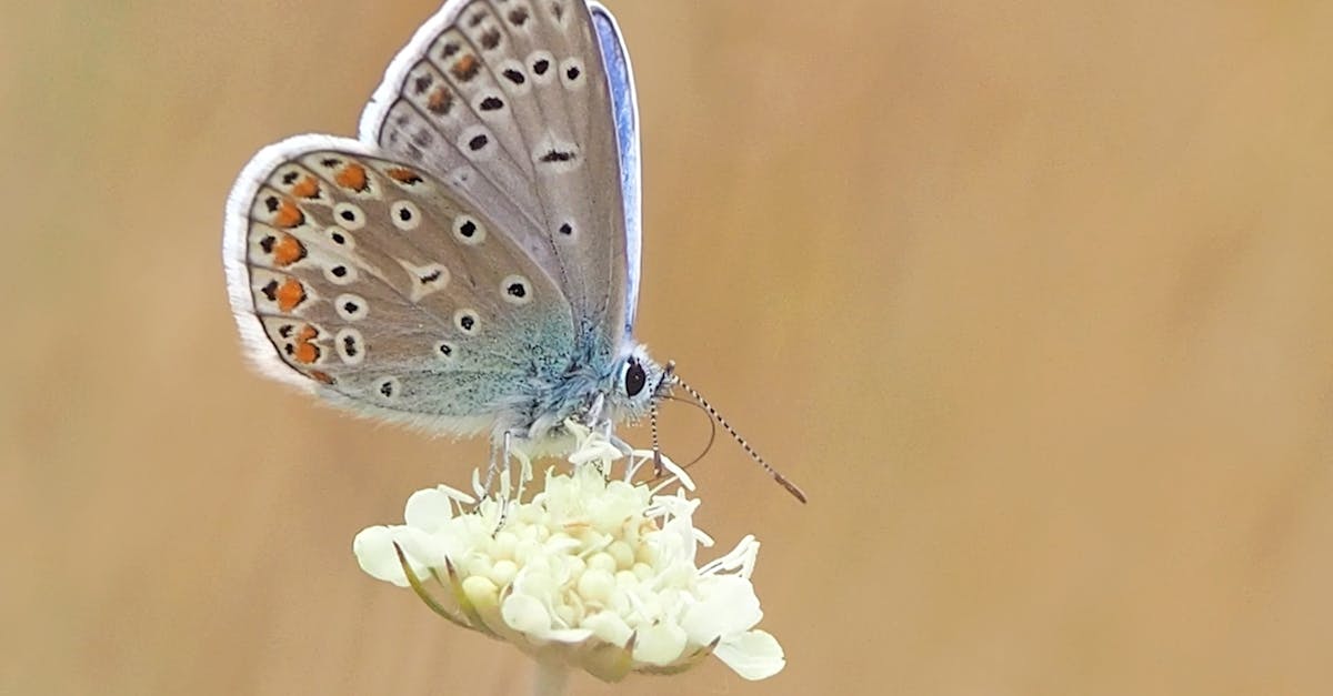 d&eacute;couvrez l'&eacute;cologie, l'&eacute;tude des interactions entre les organismes vivants et leur environnement, et apprenez comment pr&eacute;server notre plan&egrave;te pour les g&eacute;n&eacute;rations futures.