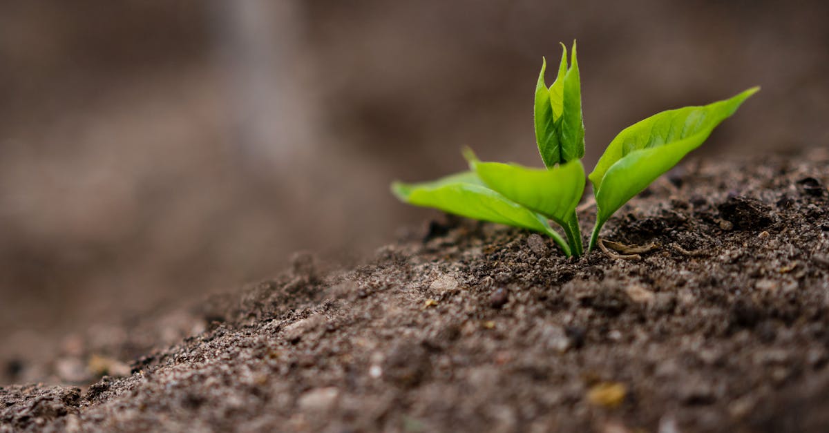 analyse de la d&eacute;pendance de l'europe aux engrais : enjeux, impacts et solutions pour une agriculture durable et autonome.
