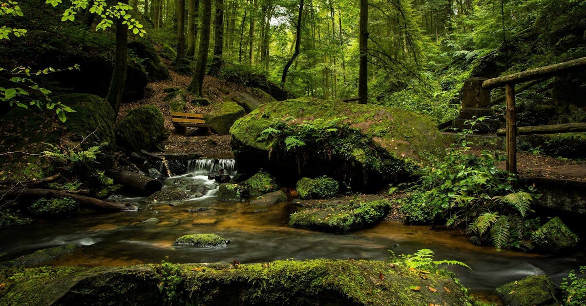 d&eacute;couvrez la beaut&eacute; et l'importance des for&ecirc;ts, leurs &eacute;cosyst&egrave;mes riches, et leur r&ocirc;le essentiel dans la pr&eacute;servation de la biodiversit&eacute; et de notre plan&egrave;te.