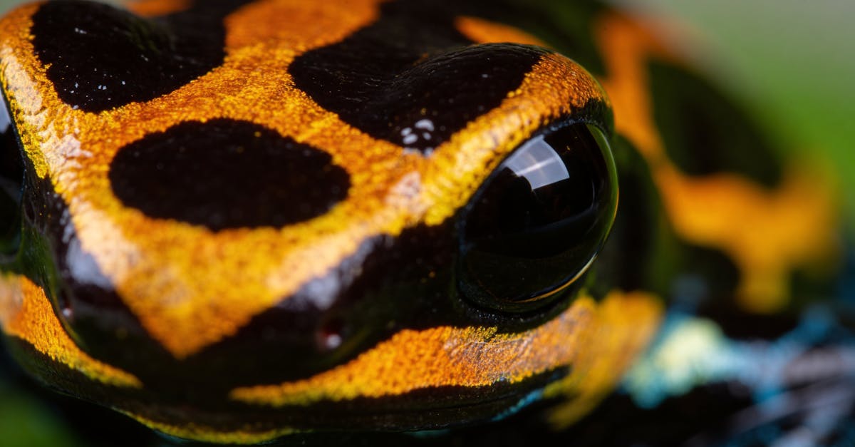 d&eacute;couvrez frog frequency, un jeu musical innovant o&ugrave; rythme et pr&eacute;cision s'entrem&ecirc;lent pour une exp&eacute;rience unique et captivante.