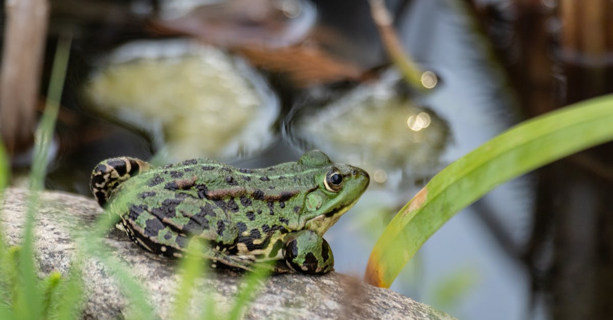d&eacute;couvrez frog frequency, une exp&eacute;rience musicale unique qui m&eacute;lange sons de grenouilles et rythmes envo&ucirc;tants pour une aventure audio originale.
