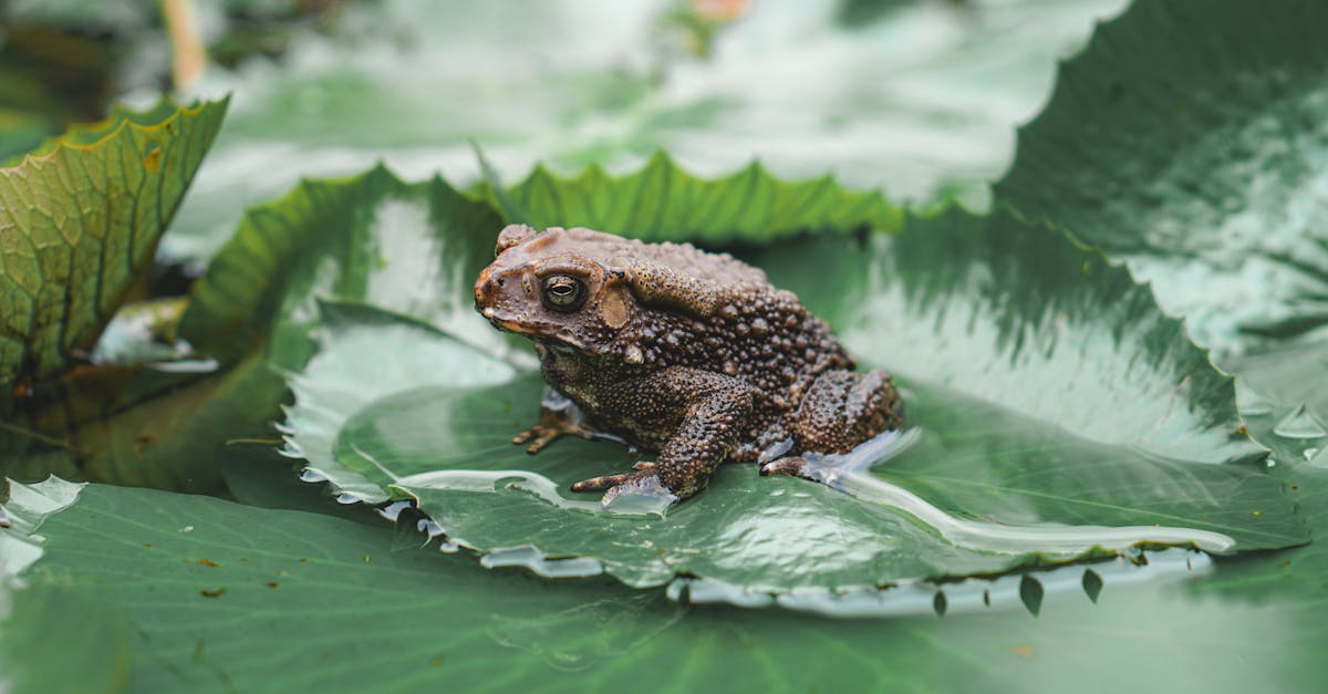 d&eacute;couvrez frog frequency, une exp&eacute;rience audio immersive unique qui combine sons naturels et technologie pour vous relaxer et revitaliser votre esprit.