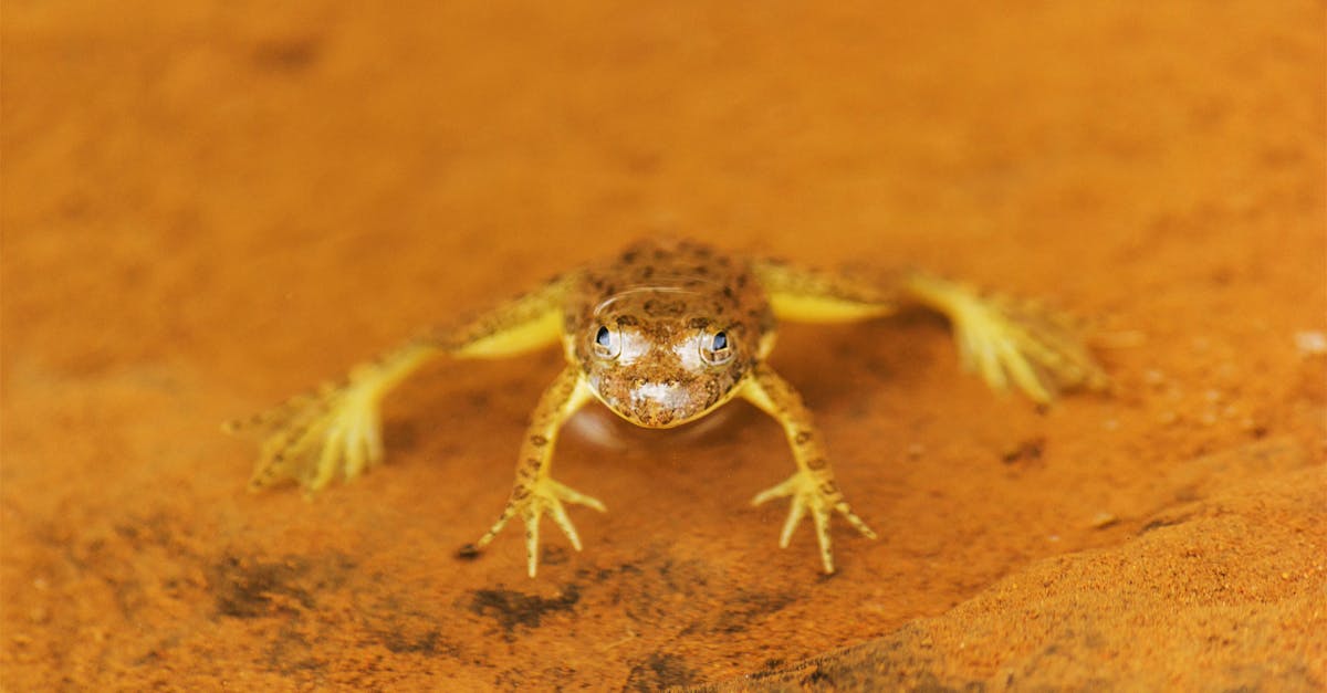 d&eacute;couvrez frog frequency, un jeu captivant alliant aventure et musique pour une exp&eacute;rience immersive unique.