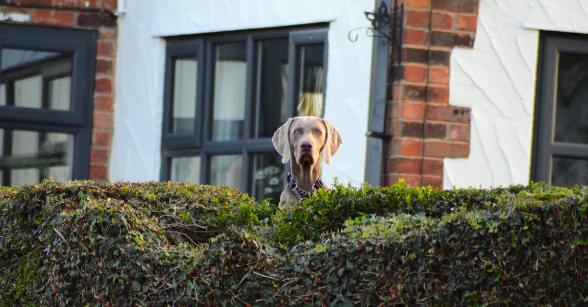 découvrez hedge experts, votre partenaire de confiance en gestion de fonds et stratégies d’investissement avancées pour maximiser vos rendements.