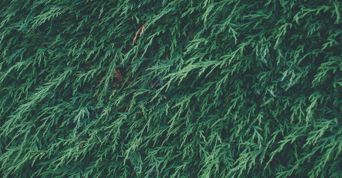 découvrez hedge experts, votre partenaire de confiance en gestion de portefeuilles et stratégies d'investissement pour maximiser vos rendements.